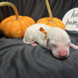 Boy 3 - White and black Dalmatian puppy in Haines City, Florida from Magnolia & Sullivan Dalmatians