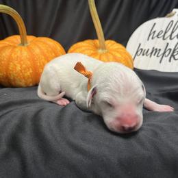 Boy 3 - White and black Dalmatian puppy in Haines City, Florida from Magnolia & Sullivan Dalmatians
