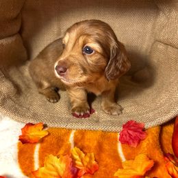 Dachshund Puppies from Ozark Dachshunds