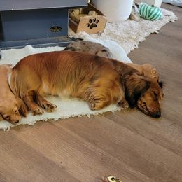 Dachshund Puppies from Hyder's Dachshunds