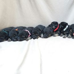 German Shepherd Puppies from Guardian Breeders