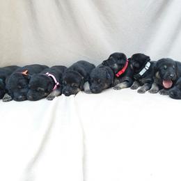 German Shepherd Puppies from Guardian Breeders