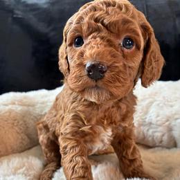 Ice - Red and white female Cockapoo puppy in Adrian, Oregon from ApplebyFarm