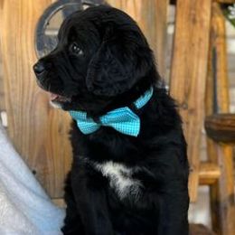 Bernedoodles from Zulu Bernedoodles