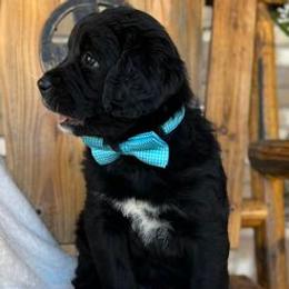 Bernedoodles from Zulu Bernedoodles