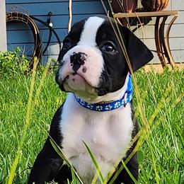 Blue Collar - Brindle male Boxer puppy in Pass Christian, Mississippi from Amanda Edwards