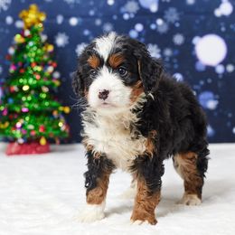 Caydin - Tri-color male Bernedoodle puppy in Apple Creek, Ohio from Grandeur Valley Puppies