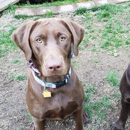 Labrador Retrievers from LB Labradors