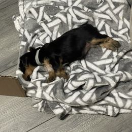 Yorkshire Terrier Puppies from K’s Yorkies