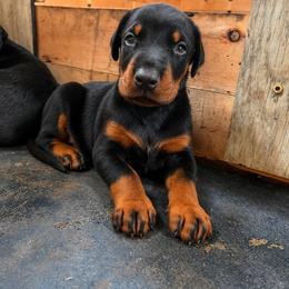 Girl 1 - Red and rust female Doberman Pinscher puppy in Columbia, Maryland from Storm Cloud Doberman