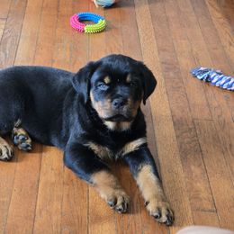 Rottweiler puppies from Vom Peiffley Rottweilers, LLC