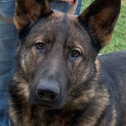 German Shepherd All Grown Up from Noble K-9