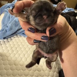 Girl 3 - Sable female Shih Tzu puppy in Augusta, Maine from Zulas Shih Tzu of Maine