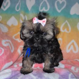 Amelia - Sable female Shih Tzu puppy in Kettering, Ohio from The Ruff Life Tribe