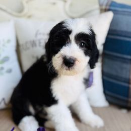 Pickle - Black and white female Sheepadoodle puppy in Murrieta, California from Brookside Bernedoodles