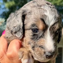 Naomi - female Double Doodle puppy in Blue Springs, Missouri from Jeanie’s Doodles