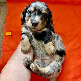 Splash - Dapple male Dachshund puppy in Bradenton, Florida from Leah’s Suncoast Doxies