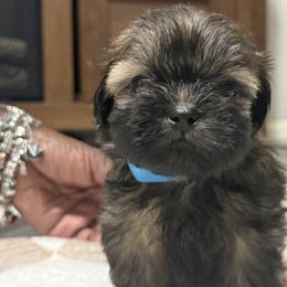 Sam - Gold male Shih Tzu puppy in Kc, Missouri from Snookums Shih Tzu