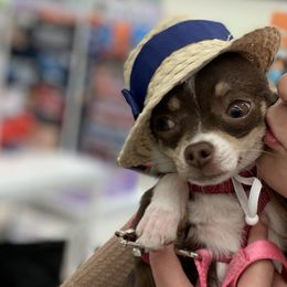 Chihuahuas from Guardian’s of the Chihuahuas