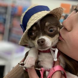 Chihuahuas from Guardian’s of the Chihuahuas
