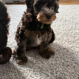 Cavapoo Puppies from House of Cavapoos