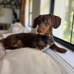 Dachshund Puppies from SouthernMama Doxies