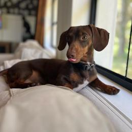 Dachshund Puppies from SouthernMama Doxies