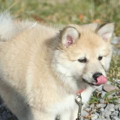 Icelandic Sheepdog Puppies from Valhalla Icelandic Sheepdogs
