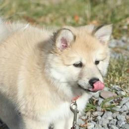 Icelandic Sheepdog Puppies from Valhalla Icelandic Sheepdogs