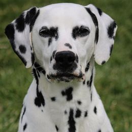 Simon  - Dalmatian