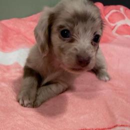 Luna - Dapple female Dachshund puppy in Irving, Texas from DFW Dachshunds by G & S