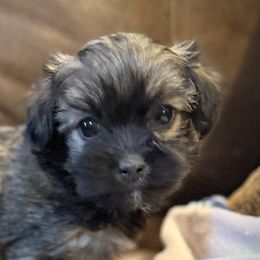 Kipper - Fawn sable male Havanese puppy in Lancaster, South Carolina from 3 Bs Havanese-PUPPIES with  PURPOSE