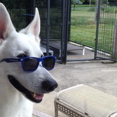 Berger Blanc Suisses from Von Tasz White Shepherds