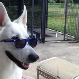 Berger Blanc Suisses from Von Tasz White Shepherds