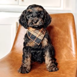 Percy Sledge - Chocolate male Australian Labradoodle puppy in Decatur, Alabama from Southern Meadows Doodles