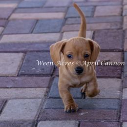 Boy Black - Wheaten male Dachshund puppy in Brooksville, Florida from Ween Acres