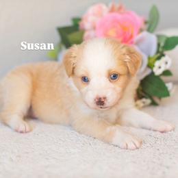 Susan - Red & white female Miniature American Shepherd puppy in Tonopah, Arizona from King's Miniature American Shepherds