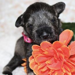 Miniature Schnauzer puppies from Mystic Miniature Schnauzers