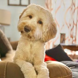 Kevin - Australian Labradoodle