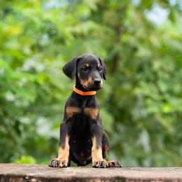 Juniper - Black and rust female Doberman Pinscher puppy in Biglerville, Pennsylvania from Saxbell Dobermans