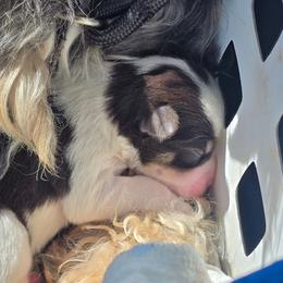 Girl 2 - Parti female Miniature Schnauzer puppy in Pittsboro, North Carolina from Starry Sky Schnauzers