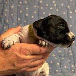 America - Black and white female German Shorthaired Pointer puppy in Edenton, North Carolina from Bockelman GSP’s