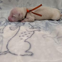 Orange Boy - Cream male Dachshund puppy in Cypress, California from Ferrario Dachshunds