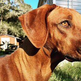 Rhodesian Ridgebacks from Auspicious Acre Rhodesian Ridgebacks