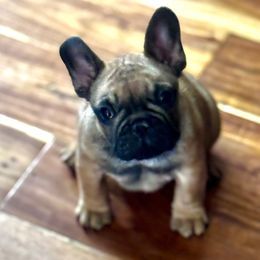 French Bulldog puppies from Frenchie Authority