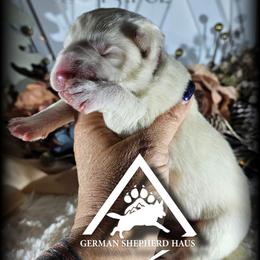 Christa - White female German Shepherd puppy in Sequim, Washington from German Shepherd Haus