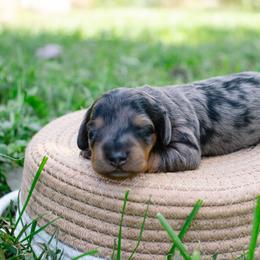 Aussiedoodle, Australian Shepherd, Dachshund, and Miniature Australian Shepherd Puppies from Bline’s Awesome Aussies & Doxies at the Bline Family Farm