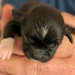 Harry - Black male Lhasa Apso puppy in Fort Worth, Texas from Cynthia's Lhasa Apsos