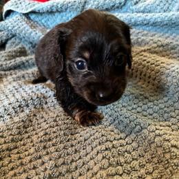 Martini - Black and cream female Dachshund puppy in Mayfield, Kentucky from H&C’s Dachshunds and Retrievers