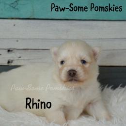 Rhino - White male Pomsky puppy in Krum, Texas from Paw-Some Pomskies